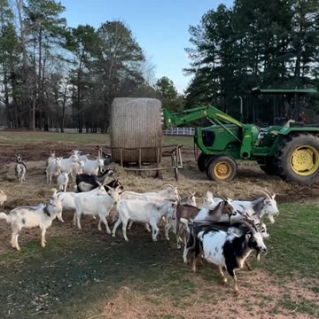 We don't want hay, We Want Snacks!!!