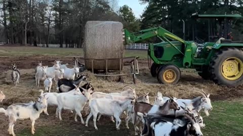 We don't want hay, We Want Snacks!!!