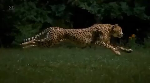 A cheetah running at a speed of more than 96 km/h