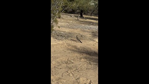 Cool looking roadrunner