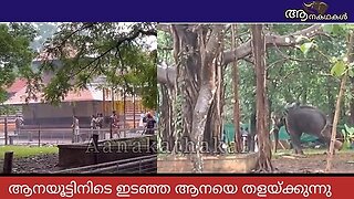 തൃശ്ശൂരിൽ ഇടഞ്ഞ ആനയെ പാപ്പാന്മാർ തളയ്ക്കുന്നു _ Elephant attack kerala 2024