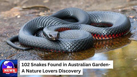 102 Snakes Found in Australian Garden A Nature Lovers Discovery