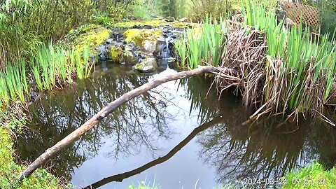 Oregon Rain - Blacktail Deer sheltering in bamboo - Live -