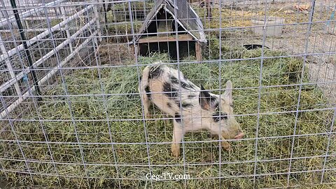 Graham Family Farm: 10:30 AM January 18th 2025