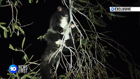 Endangered Greater Gliders Make Comeback, Returning To Native Habitat