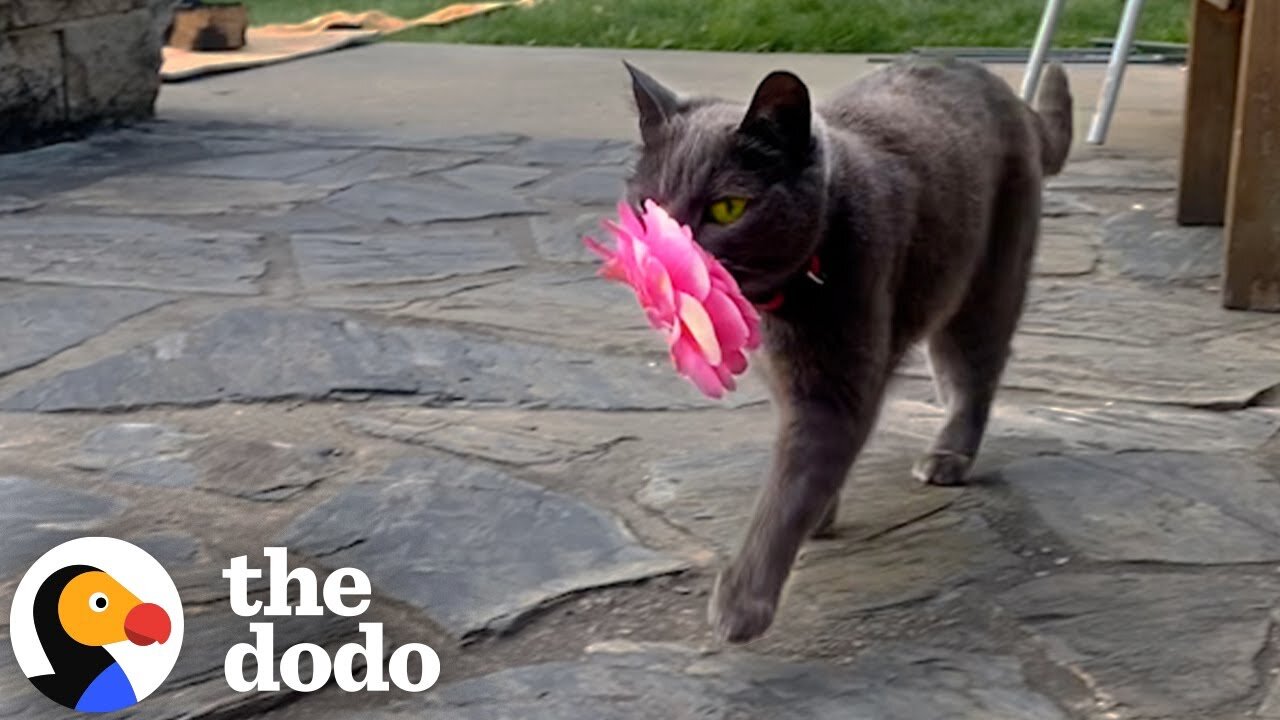 Stray Cat Kept Bringing Woman Flowers Until She Let Her Inside | The Dodo