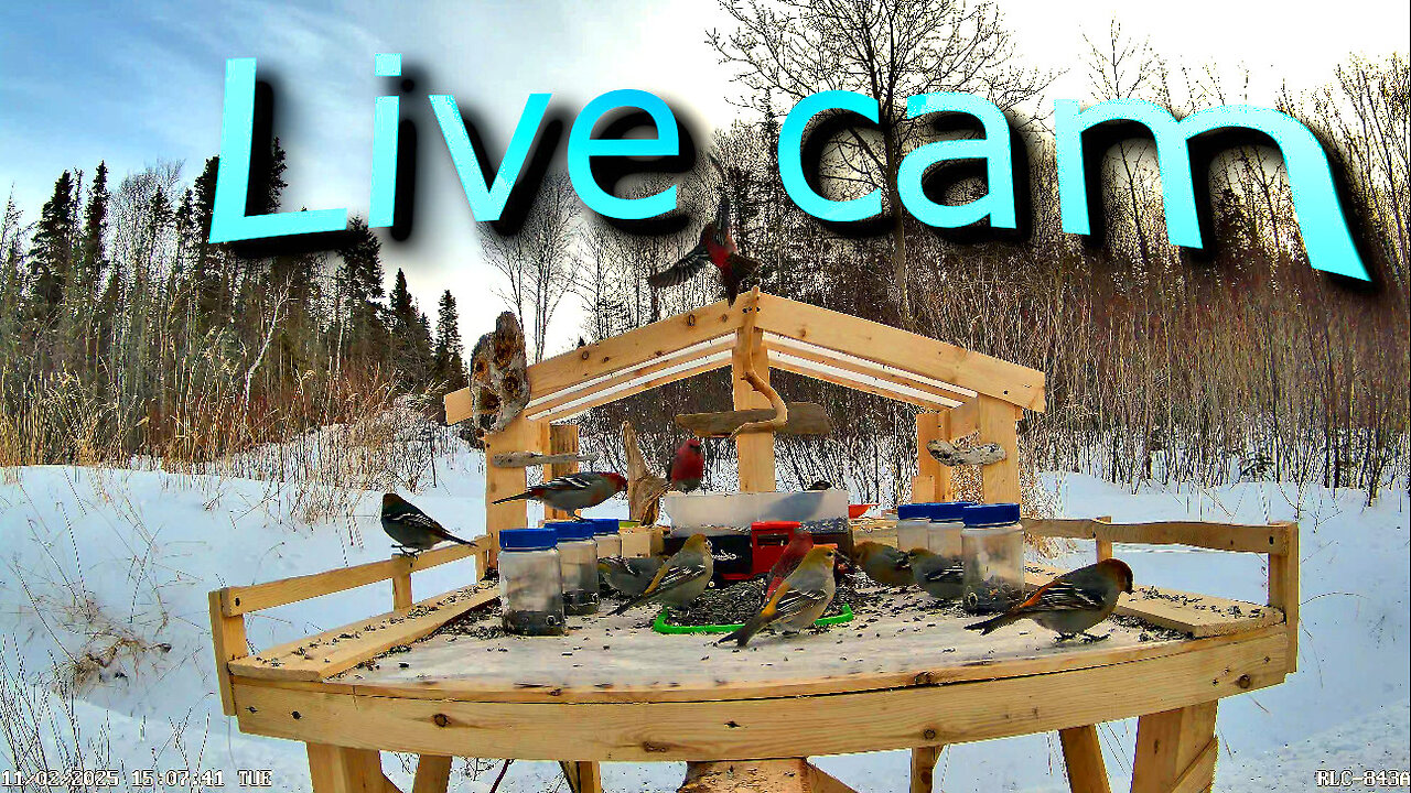 24/7 LIVE Bird Feeder Cam | Quebec Nature Stream |