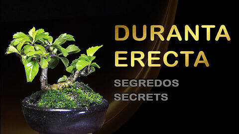 Seu Bonsai de Duranta, os Segredos que Ninguém te Conta!: Bonsai SP