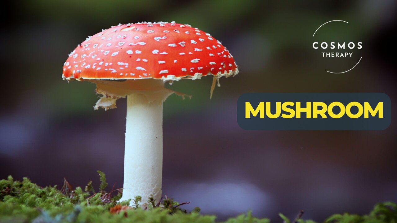 Facts about Mushrooms you must know about | earth exploration