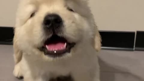 Adorable Puppy Playing