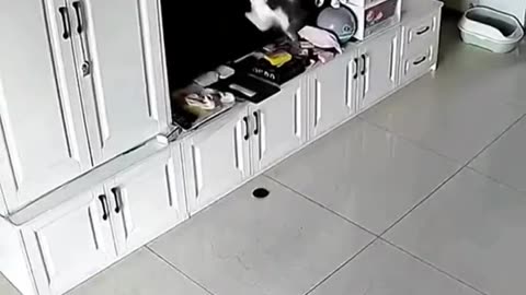 Cat shenanigans