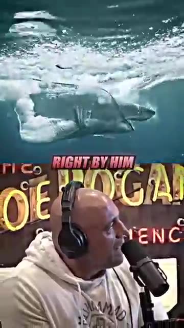 Joe Rogan AMAZED By Great White Shark 🦈