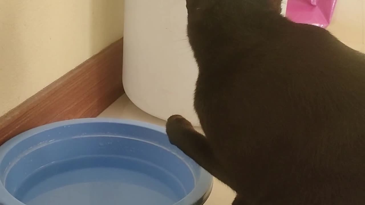 How my cat 'drinks' water