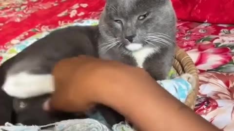 Funny animals