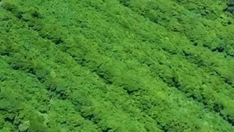 [AOGASHIMA] the lives of residents in an active volcanic crater
