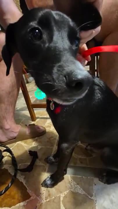 How to Keep Track of Your Dog in the Dark