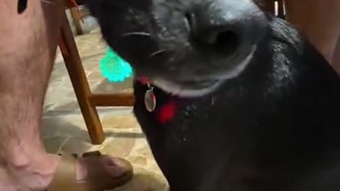 How to Keep Track of Your Dog in the Dark