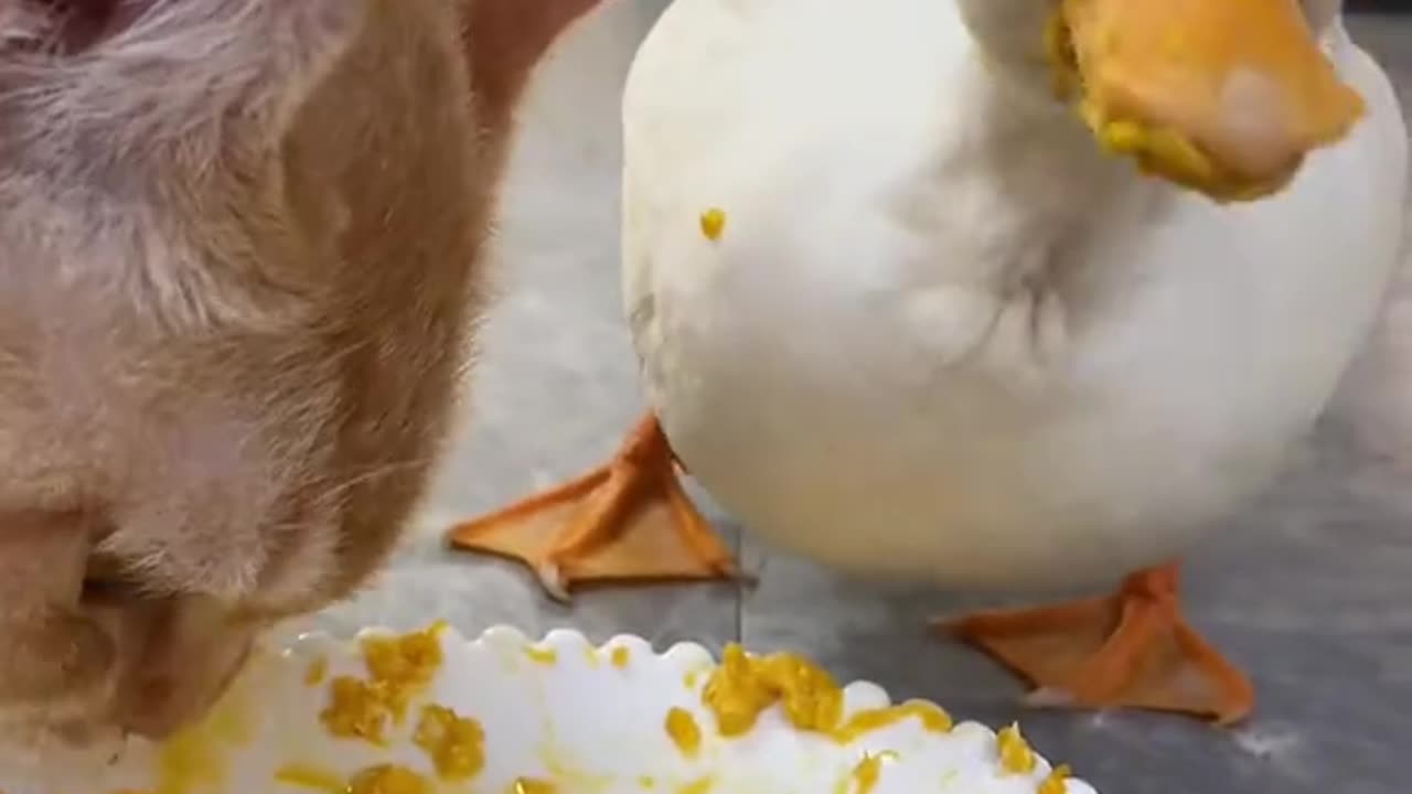 Cats and ducks 😅