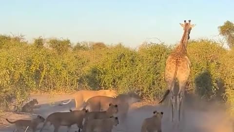 A pride of lions hunted a giraffe