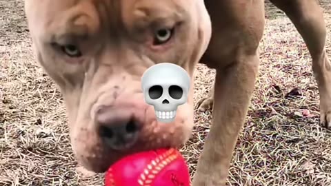 Power of transformation #capcut #edit #dogs #transformation