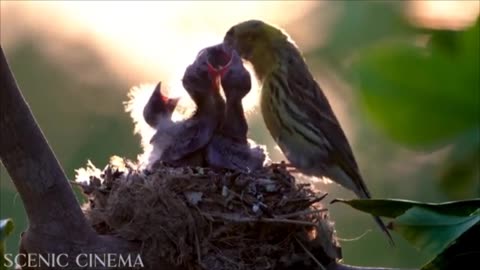 Funny videos funny birds Nature beauty