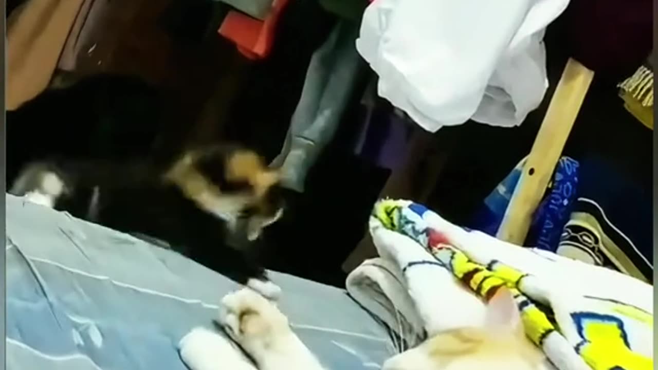 Funny cats videos 😹😹😹😹😹😹😹😹