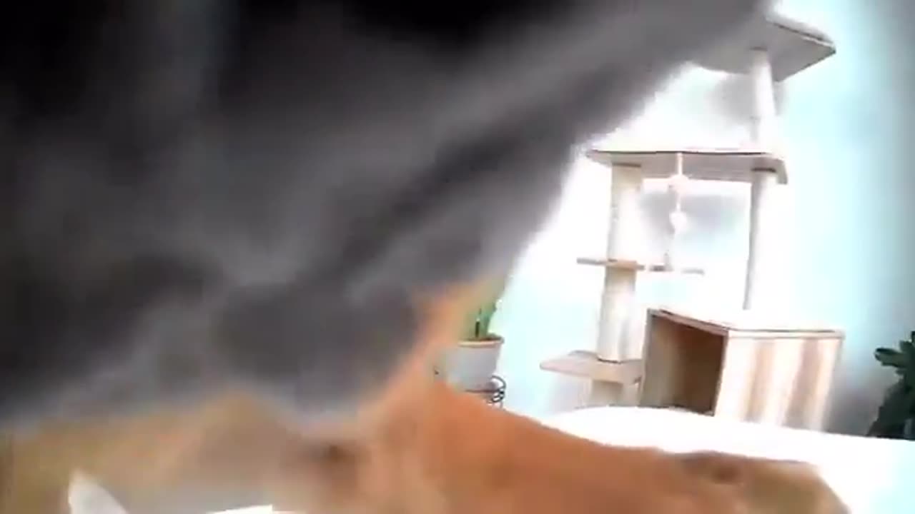 Dog moves camera so he can secretly eat food on the table..