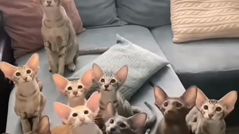 Cats funny and cute