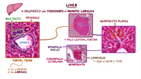 Liver histology