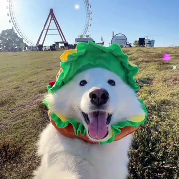 Meet the Adorable Samoyed Dog in Action