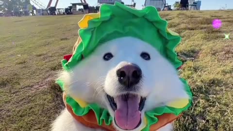 Meet the Adorable Samoyed Dog in Action