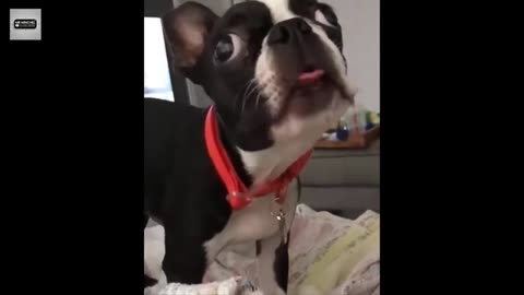 Funny Cute Dog - Try Not To Laugh...