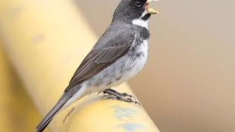 Bitola Tui Tui Galador