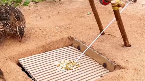 Today we are going to show you a new way to catch quail 2025