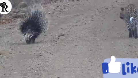 Silly leopard taking on porcupine at high speed will make your day