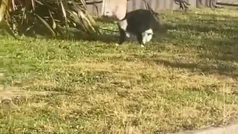 funny animal