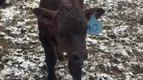 Calving season #farmlife #cattle