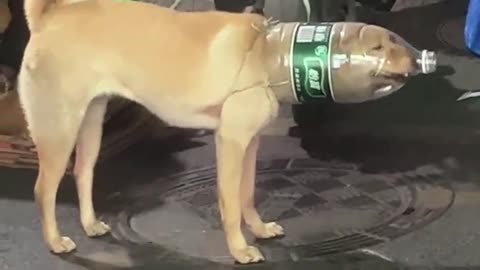 A puppy trapped in a bottle