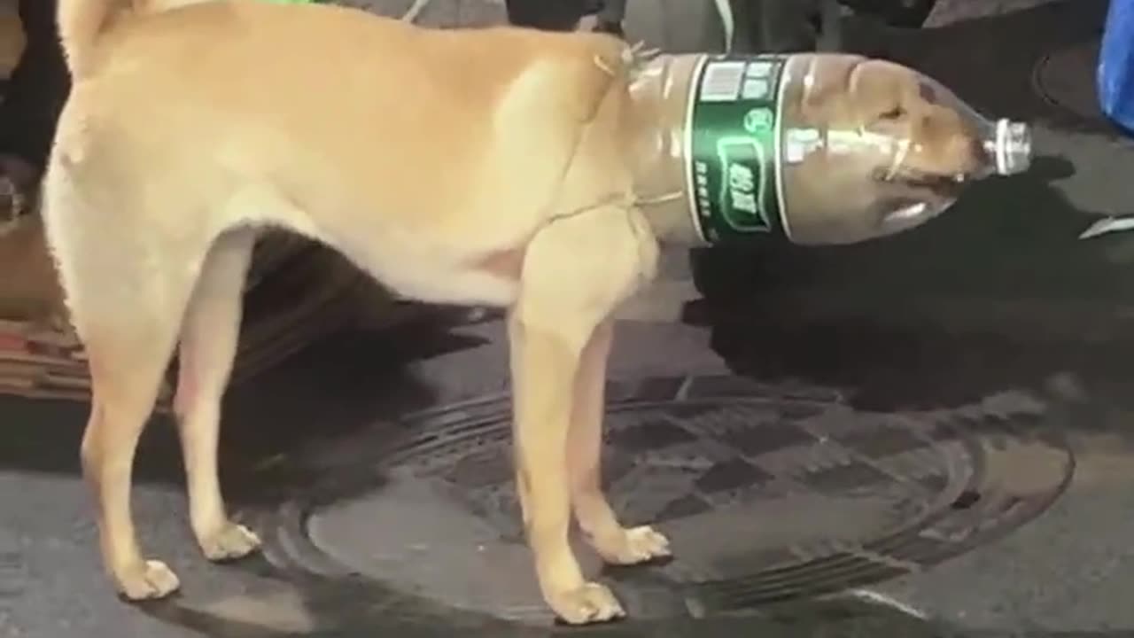 A puppy trapped in a bottle