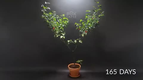 He Filmed Plants Growing from Seed For 15 years - Time-lapse Compilation (with timeline below)