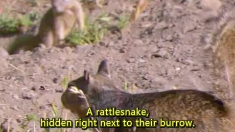 CALIFORNIA GROUND SQUIRRELS HAVE DEVELOPED A CLEVER DEFENSE AGAINST RATTLESNAKES
