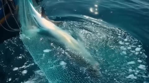 Whale shark casually drifts right through group of scuba divers