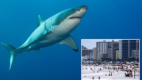 "Florida Shark Sighting: 4 Times in One Day!"