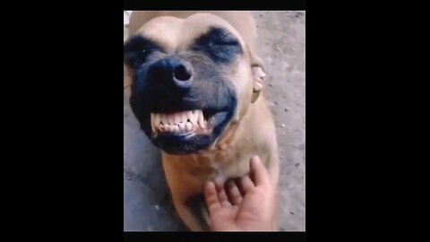 Dogs laughing