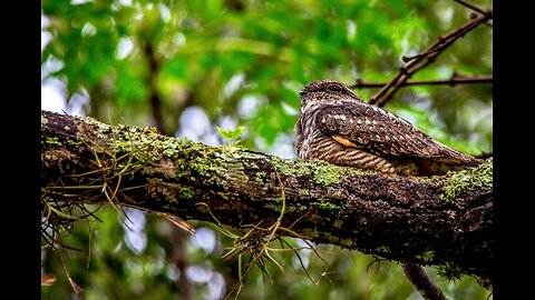 The Whippoorwill Poem by Lynn Wilson