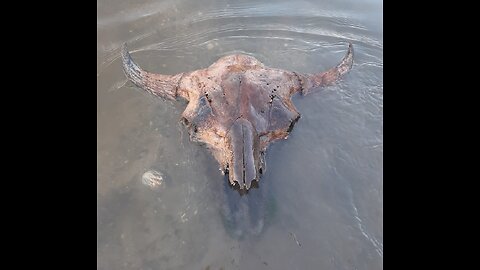 Pulling an old bison skull out of a river