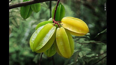 Why Carambola Is the Star of Tropical Fruits! #CarambolaBenefits #StarfruitLove