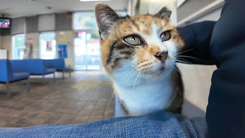 The cat at the ticket booth comes down from the locker when someone comes and wants to be petted.