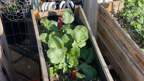 Vegetable Garden