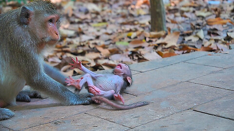 OMG! BABY BABETTE Screaming convu.lsively Cos Mom Leave Her Alone